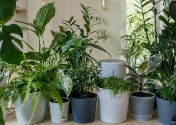 Rustic Charm: Elevate Your Indoor Garden with the Natural Beauty of Wooden Plant Stands