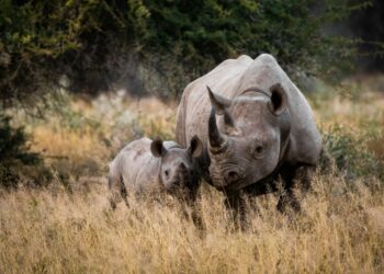 Helping Rhinos Drives a Global Effort to Ensure the Survival of an Iconic Species