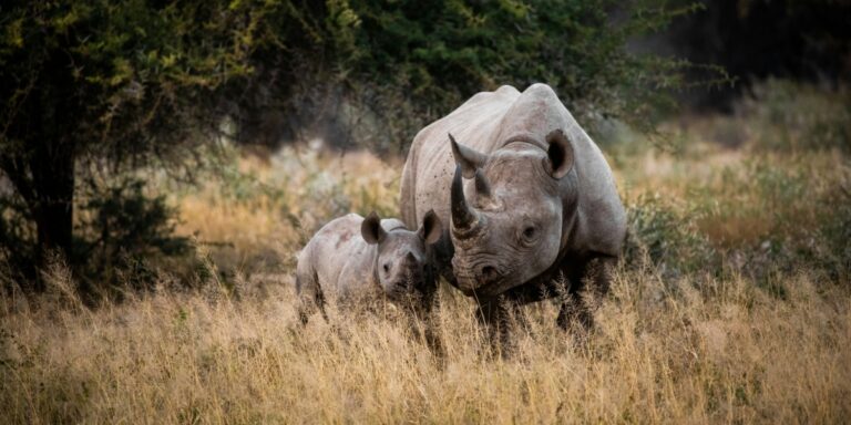 Helping Rhinos Drives a Global Effort to Ensure the Survival of an Iconic Species