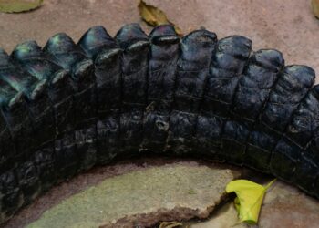 Compliance 101: Navigating New York’s Scrap Tire Regulations with the Right Recycling Machines