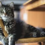 Why Cat Socialization While You're Away is Important