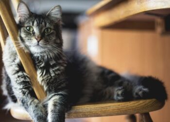 Why Cat Socialization While You're Away is Important