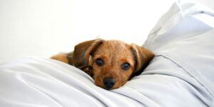 Understanding Pet Insurance: Budget-Friendly Plans for Every Pet Owner with Pet Insurance Australia