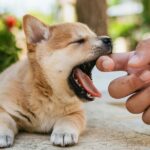 How to Encourage Good Behavior in Dogs with Guard Dog Training Centre Pty Ltd - Sydney