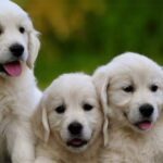 Why English Cream Golden Retrievers Are the Ideal Family Dog