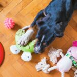 Tips to Choose Durable Luxury Dog Accessories