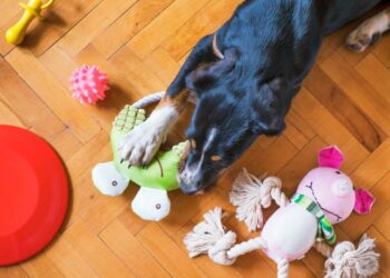 Tips to Choose Durable Luxury Dog Accessories