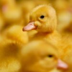 Understanding Parasite Management in Poultry: A Guide for Healthier Flocks