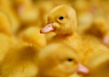 Understanding Parasite Management in Poultry: A Guide for Healthier Flocks