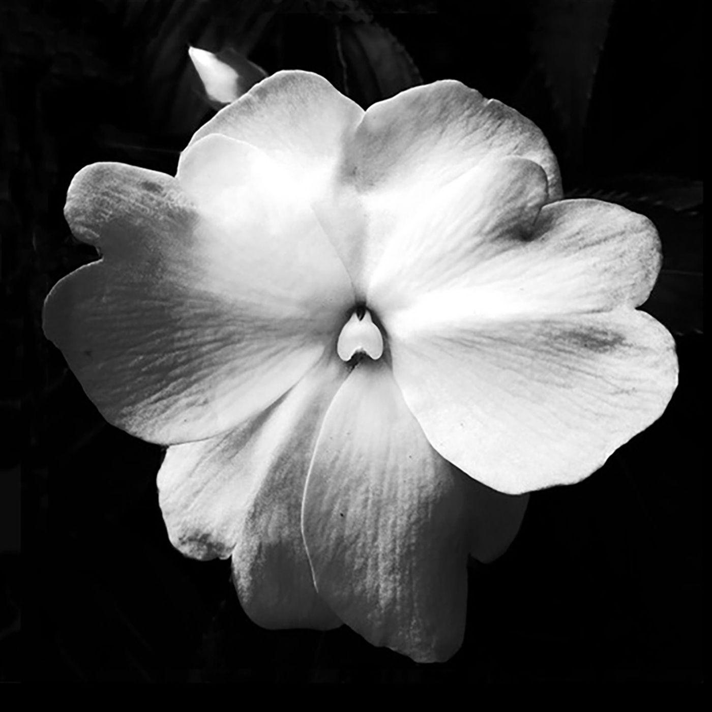 The Energy of Nature: Artist Adriane Stark