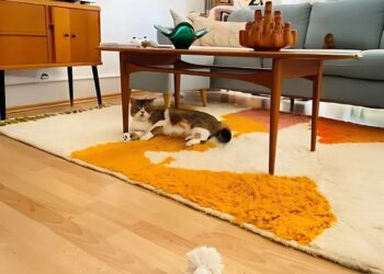 Woven Legacies: Moroccan Rugs and the Rise of Conscious Interiors