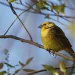 The Lost Forest Trilogy: Legacy of the Golden Bird