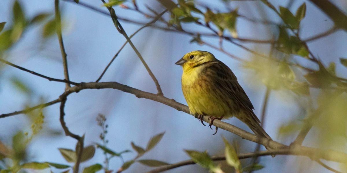 The Lost Forest Trilogy: Legacy of the Golden Bird