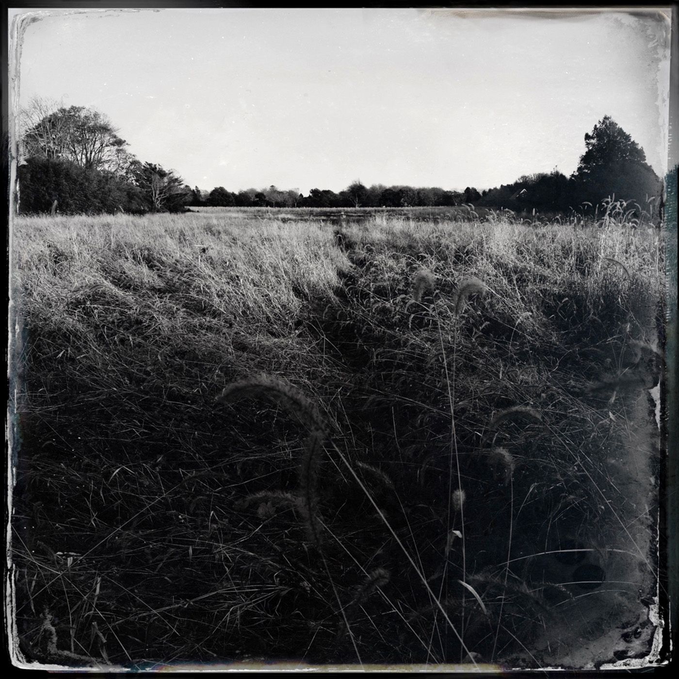 The Energy of Nature: Artist Adriane Stark