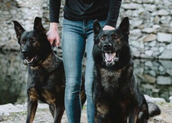 Inside Canine Protection International’s Protection Dog Team Trained to Guard Families