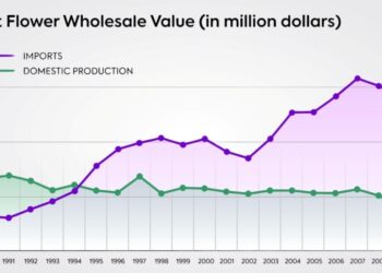 Floristry in America: Viktoriia Perebyinis’s Opinion on the Specifics of the Market