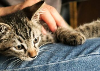 5 Reasons Brands Partner With Kitting Services Before Scaling Up