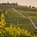 A Beginner’s Guide to Wine Tasting