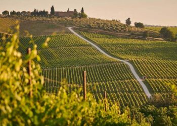 A Beginner’s Guide to Wine Tasting