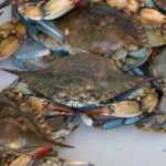 Buy Live Maryland Blue Crabs Online—Fresh, Fast, and Nationwide at Order Crabs