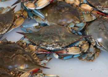 Buy Live Maryland Blue Crabs Online—Fresh, Fast, and Nationwide at Order Crabs