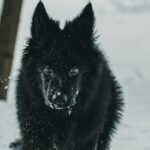 Decoding the Dire Wolf The Genetic Blueprint That Restored an Ice Age Predator
