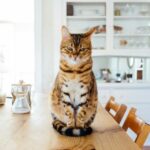 Feed Smarter, Not Harder: Features That Make Automatic Cat Feeders a Must-Have