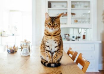 Feed Smarter, Not Harder: Features That Make Automatic Cat Feeders a Must-Have