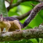 How to Address Squirrel Problems in Your Home: Prevention and Control Tips