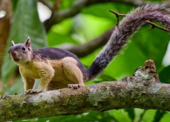 How to Address Squirrel Problems in Your Home: Prevention and Control Tips