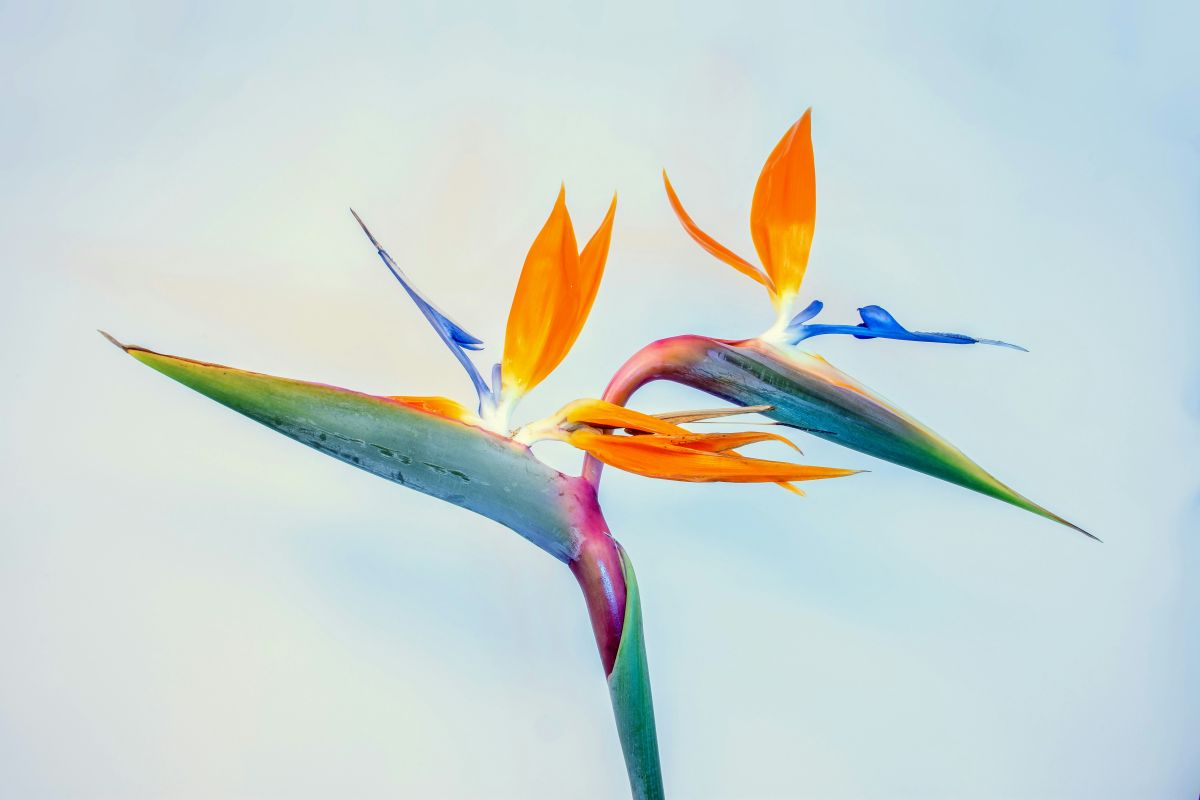 Flower Traditions Across the United States From State Flowers to Local Favorites
