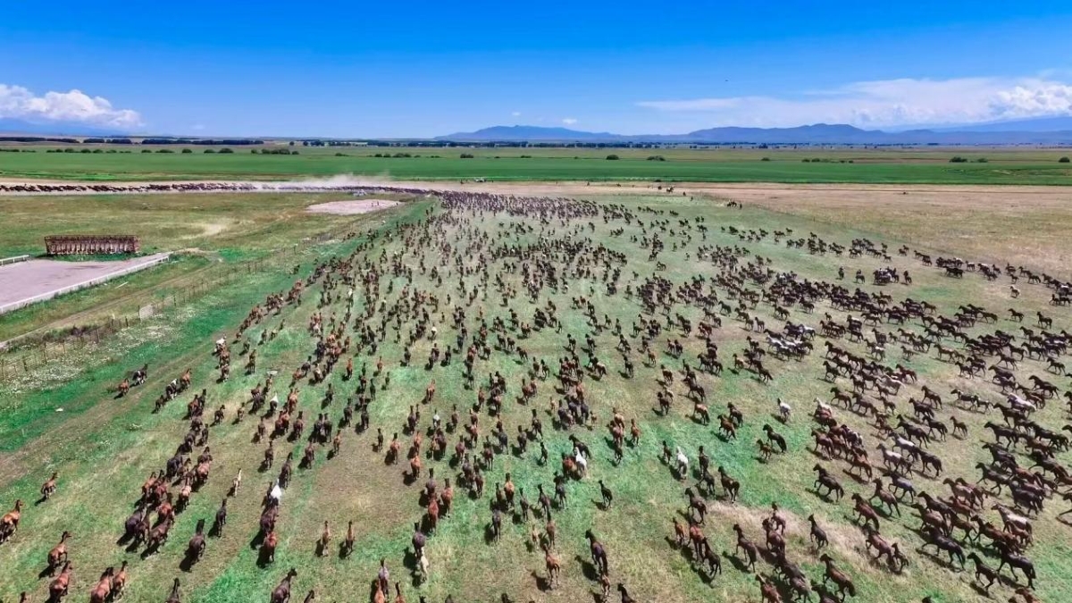 The 2025 Xinjiang Yili Tianma Cultural Tourism Festival Grandly Opened in Zhaosu, Northwest China’s Xinjiang Uygur Autonomous Region