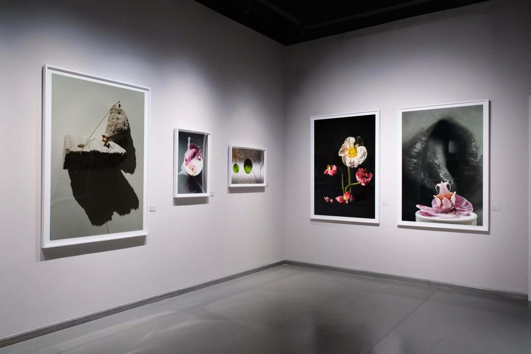 Siqi Qin: “A Rose Is A Rose” Photography Exhibition Opens in Shanghai