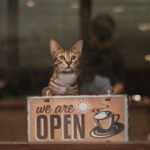 Cat Cafes in NYC A Trend Shaping New York's Café Culture