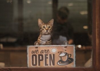 Cat Cafes in NYC A Trend Shaping New York's Café Culture