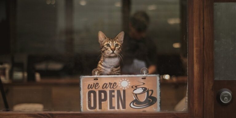 Cat Cafes in NYC A Trend Shaping New York's Café Culture