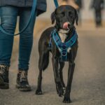 PK9 Gear Is Using Climbing Rope Tech To Make Unbreakable Dog Leashes