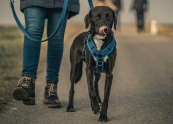PK9 Gear Is Using Climbing Rope Tech To Make Unbreakable Dog Leashes
