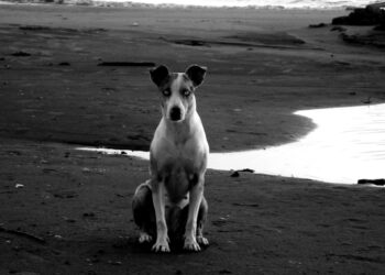 The Texas Law Dog Breaks Down Dog Bite Trends in High-Risk Cities