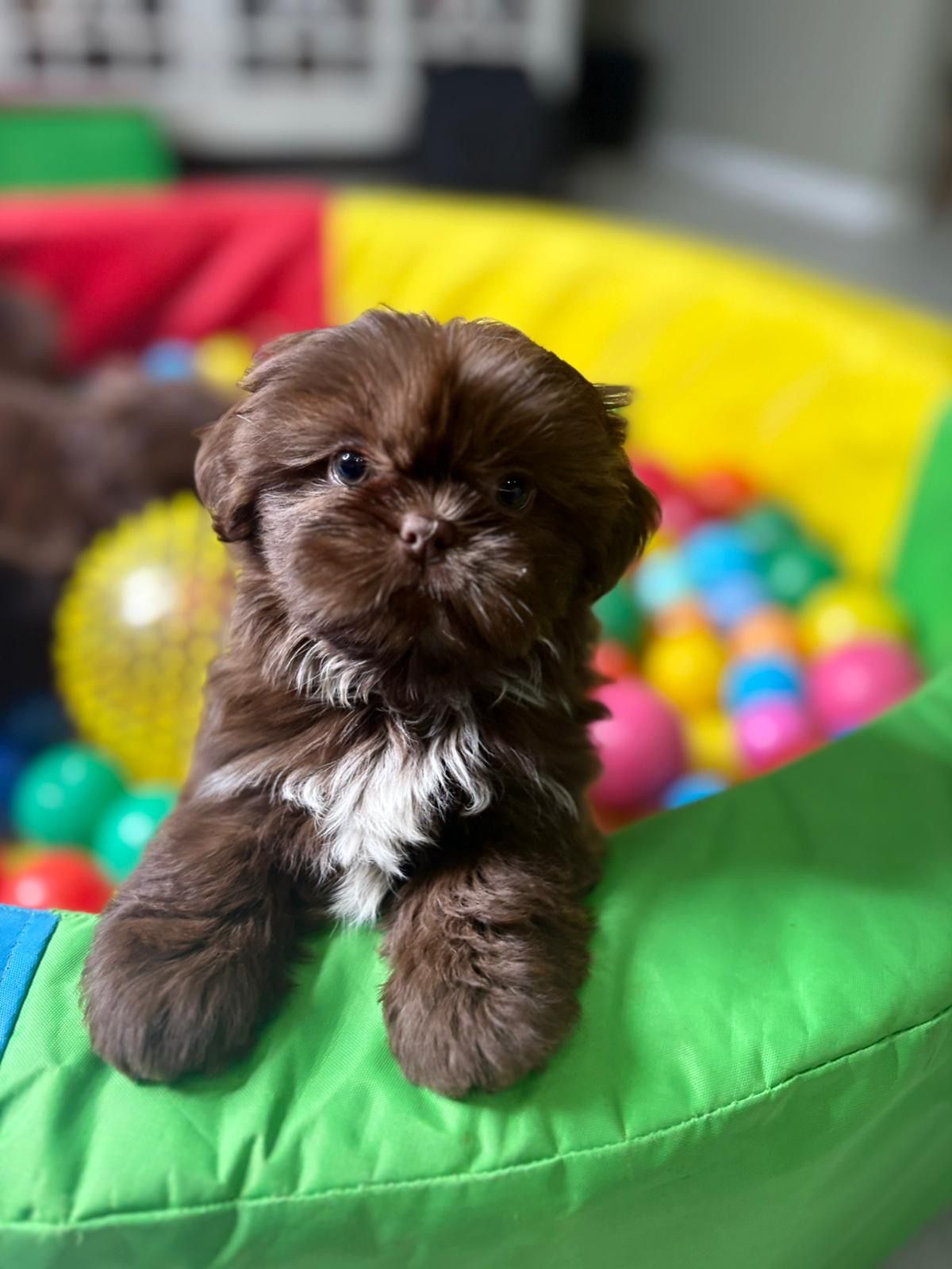 Why Divine Pups Is the Gold Standard in Ethical Shih Tzu Breeding