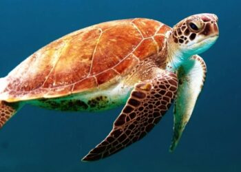 Chicago Nonprofit Friends of Turtles Initiative Turns Childhood Nickname into Global Turtle Conservation Movement