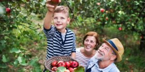 Exploring Apple Orchards in New York A Seasonal Guide