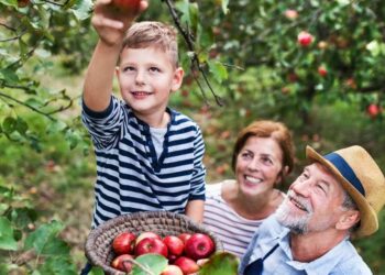 Exploring Apple Orchards in New York A Seasonal Guide