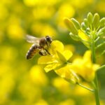 How to Deal with Wasps, Yellowjackets & Hornets in Canada