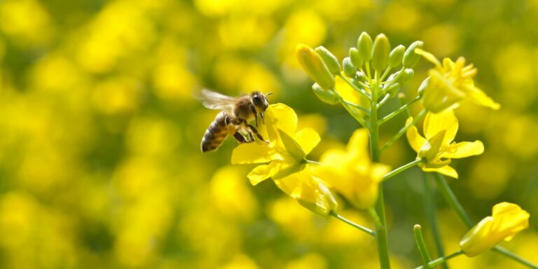 How to Deal with Wasps, Yellowjackets & Hornets in Canada