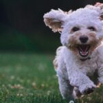 Lessons from Four-Legged Friends Teri Thomas' Journey of Love, Resilience, and Self-Discovery