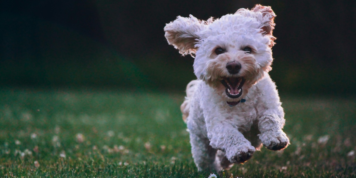 Lessons from Four-Legged Friends Teri Thomas' Journey of Love, Resilience, and Self-Discovery