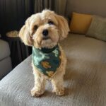Runty Ralph’s Guide to Raising a Happy, Healthy Puppy