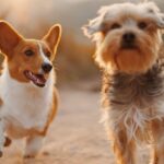 Understanding the Psychology of Dog Ownership and Human Bonding