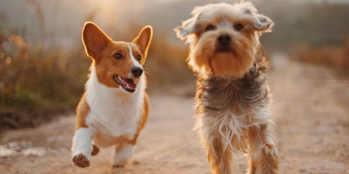 Understanding the Psychology of Dog Ownership and Human Bonding